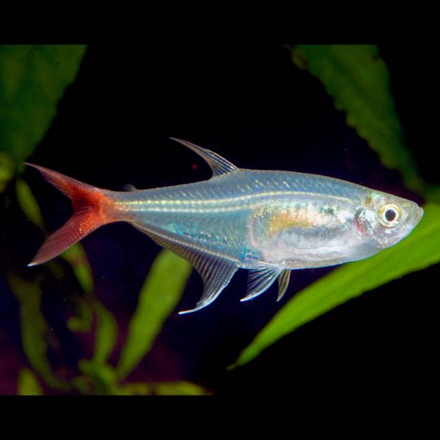 Prionobrama filigera  Glasroodvinzalm M